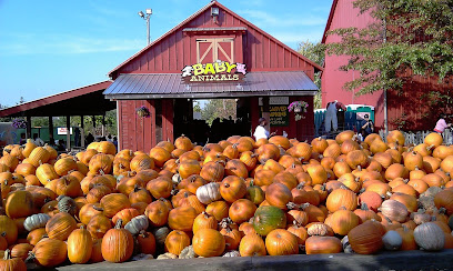 Bengtson’s Pumpkin Farm