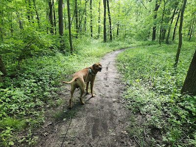 Mather Woods Forest Preserve
