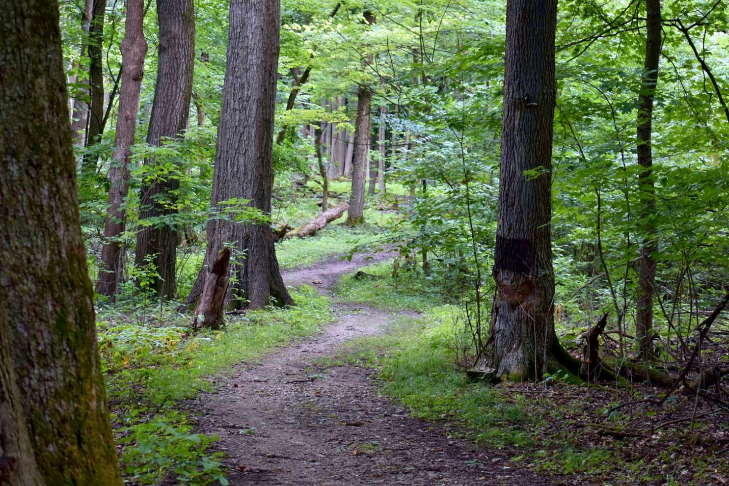 O’Hara Woods Preserve