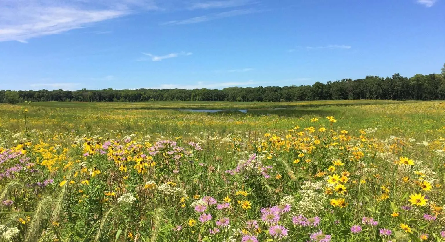 Deer Grove Forest Preserve in Palatine, IL