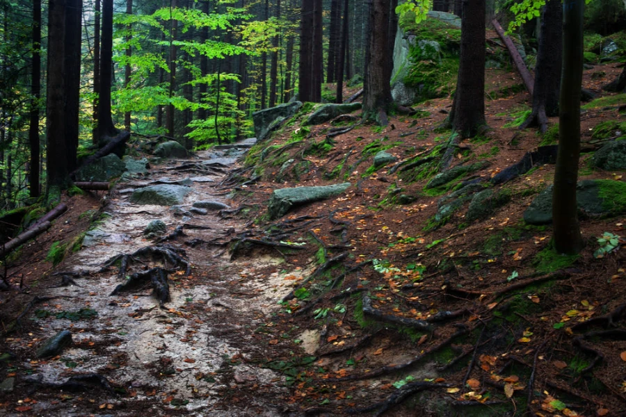 Busse Woods Ned Brown Preserve